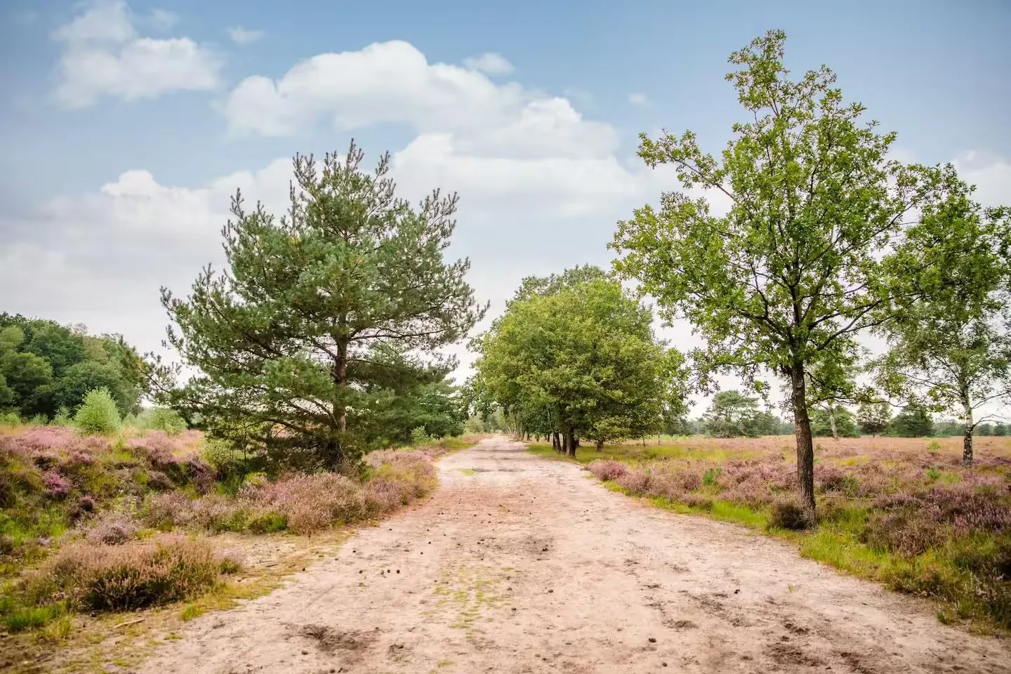 Fietsen door bos en heide in Drenthe